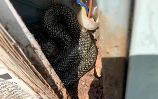 snake in an outdoor ac unit bossier shreveport Air Conditioner Struggling To Cool? Snake in an outdoor ac unit