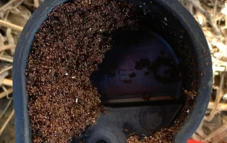 Ants Air Conditioner Struggling To Cool? Dead ants in HVAC system