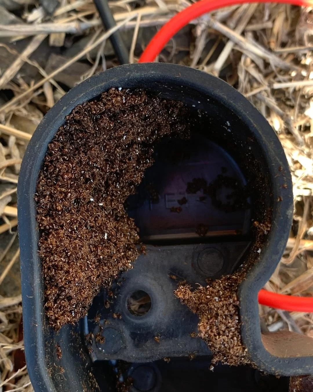 Ants Air Conditioner Struggling To Cool? Dead ants in HVAC system