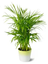 Bamboo Palm Bamboo Palm