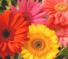 Breathe Easier - Gerbera Daisy