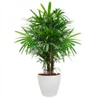 Lady Palm Lady Palm