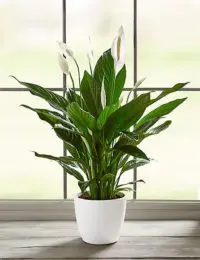Peace Lilly Breathe Easier - Peace Lilly