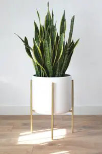 Snake Plant Breathe Easier - Snake Plant
