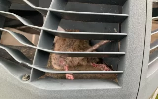 rat in an air conditioning unit Dead Rat in HVAC Unit