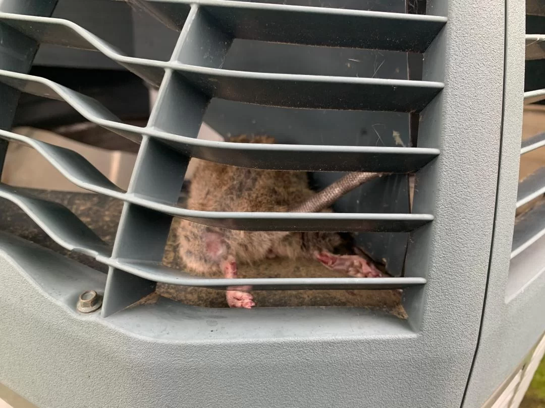 rat in an air conditioning unit Dead Rat in HVAC Unit
