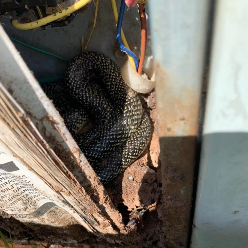 snake in an outdoor ac unit bossier shreveport Air Conditioning Repair: Live Snake in HVAC Unit