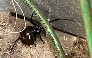 spider in an ac unit Air Conditioning Repair: Black Widow in AC Unit