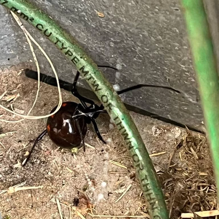 spider in an ac unit Air Conditioning Repair: Black Widow in AC Unit